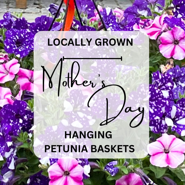 Mother's Day  Large Flowering Hanging Basket