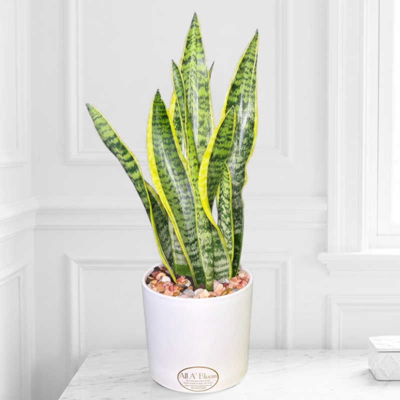 Snake Plant in a Modern Container - Same Day Delivery