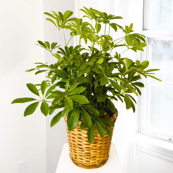 Schefflera Plant in 8 inch Basket