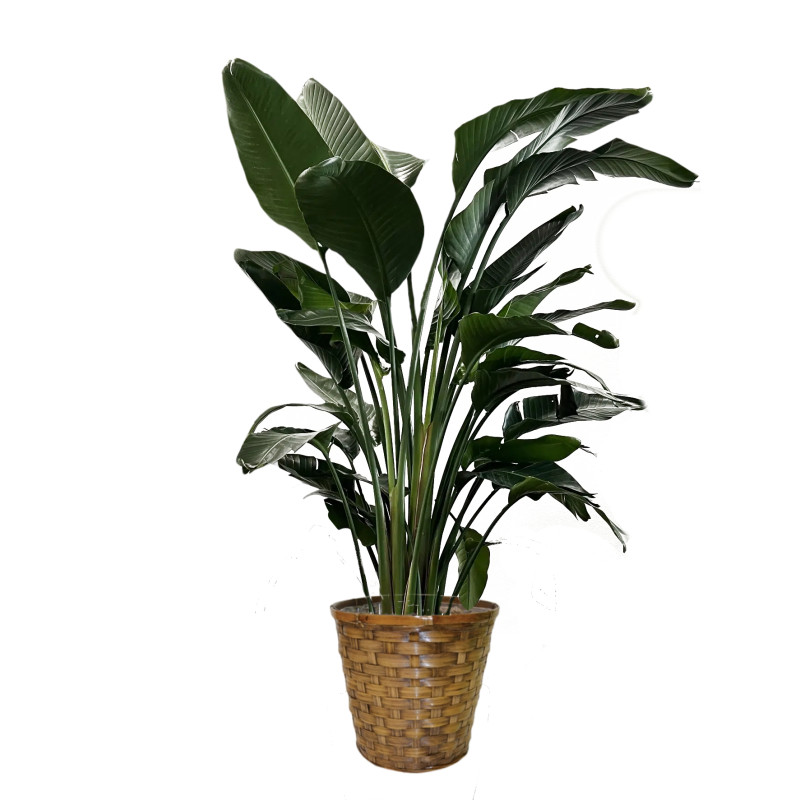 Bird of Paradise Plant - Same Day Delivery