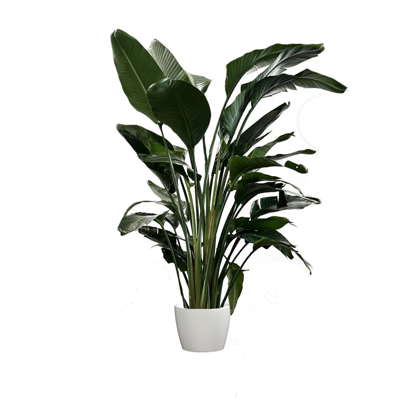 Bird of Paradise Plant - Same Day Delivery