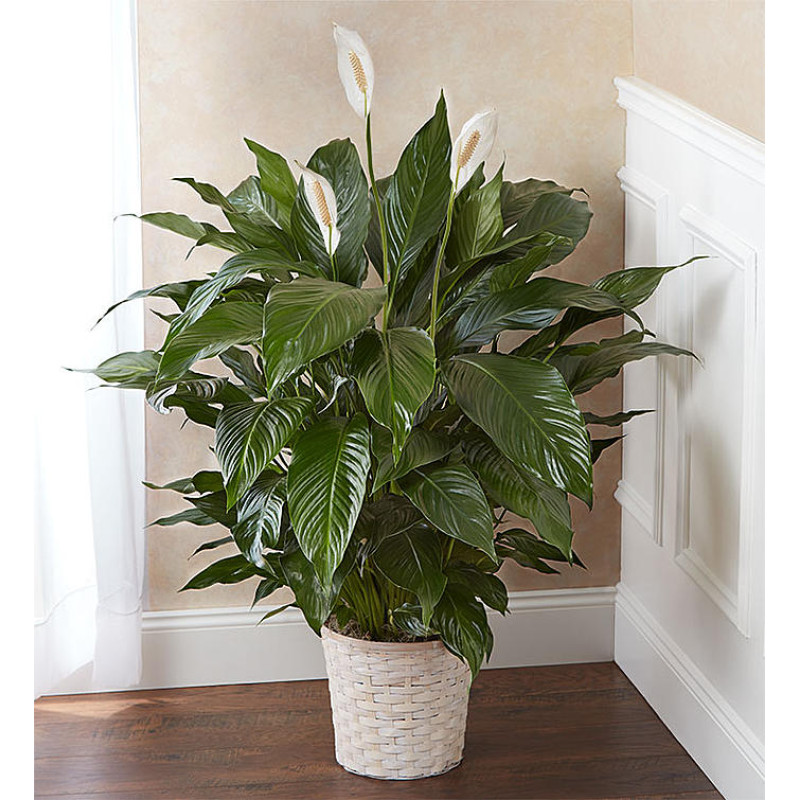 Large Peace Lily - Same Day Delivery