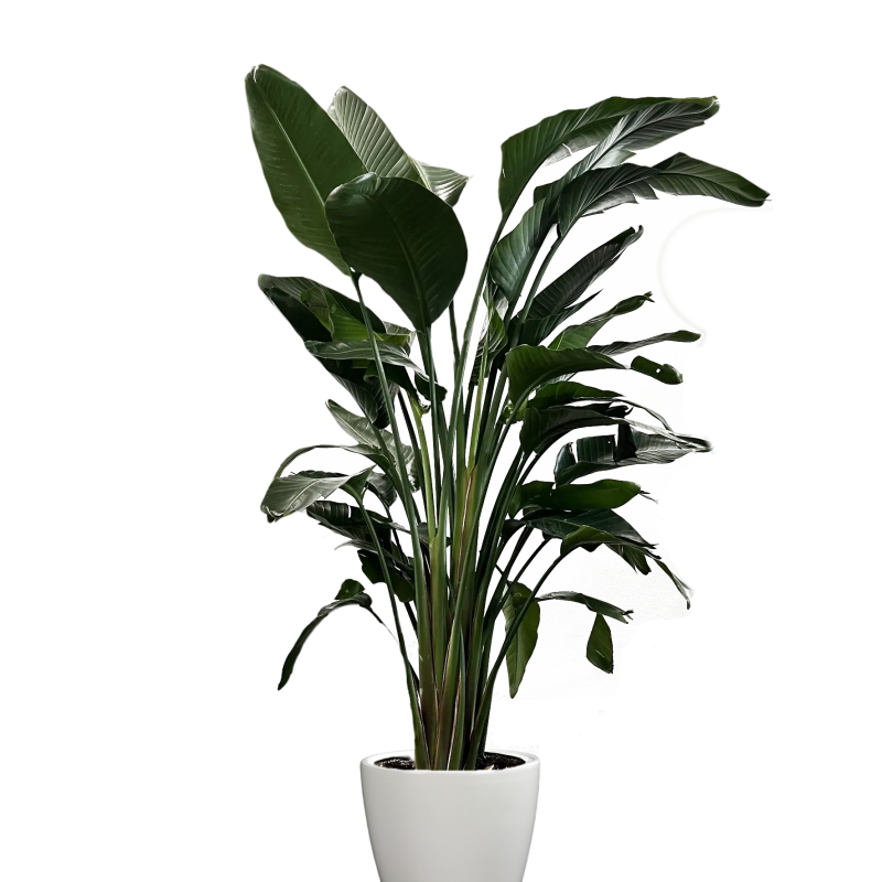 Bird of Paradise Plant - Same Day Delivery