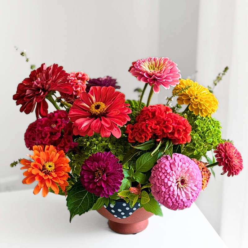 5 STAR Zinnias - Same Day Delivery