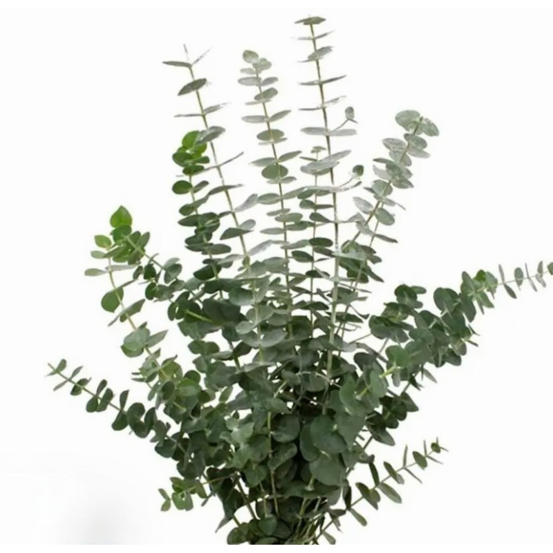 Baby Blue Eucalyptus Bundle - Same Day Delivery