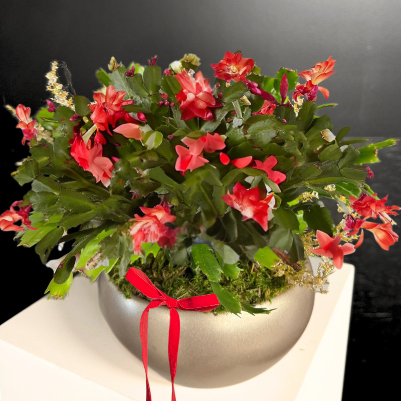 Christmas Cactus - Same Day Delivery