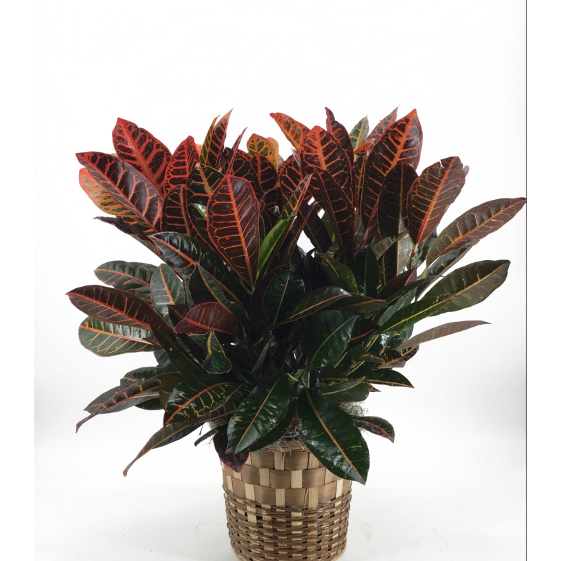 Croton Plant - Same Day Delivery