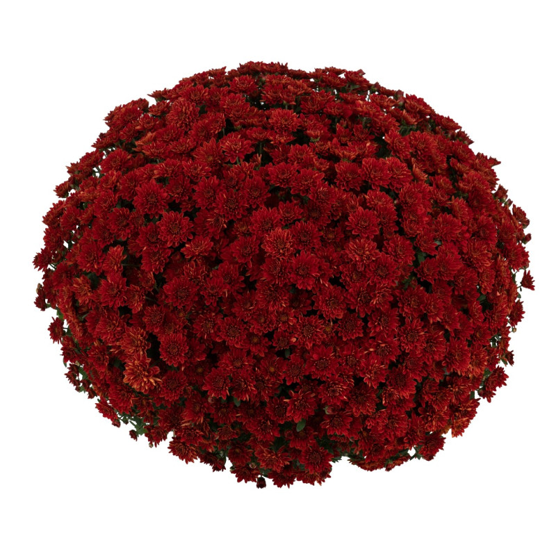 Beautiful Giant Fall Mum Plant- Red - Same Day Delivery