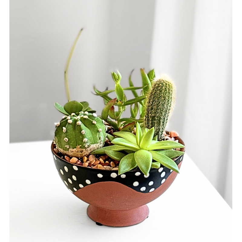 Desert Garden - Same Day Delivery