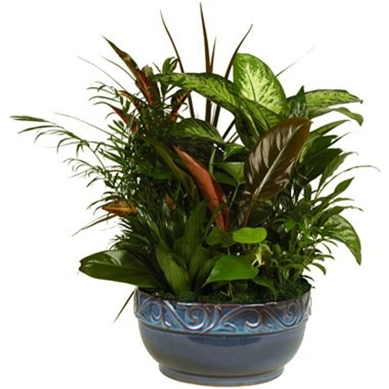 Dish Garden - Same Day Delivery