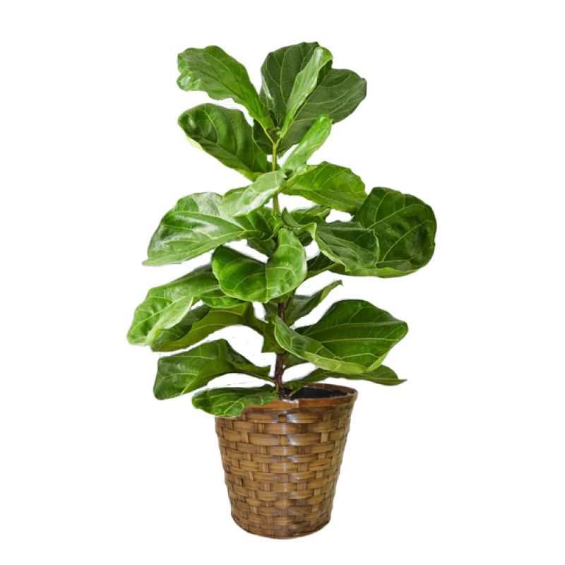 Fiddle Leaf Fig Plant - Same Day Delivery