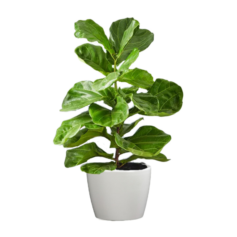 Fiddle Leaf Fig Plant - Same Day Delivery