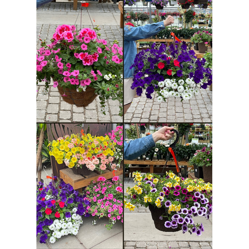 Large Flowering Hanging Basket - Same Day Delivery