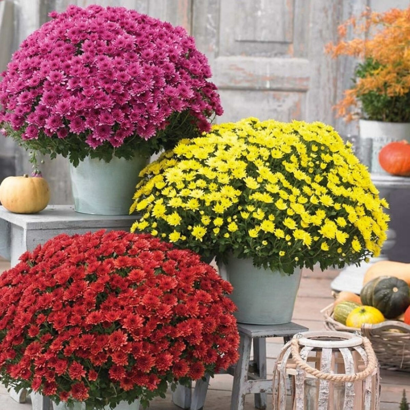 Beautiful Giant Fall Mum Plant- Yellow - Same Day Delivery