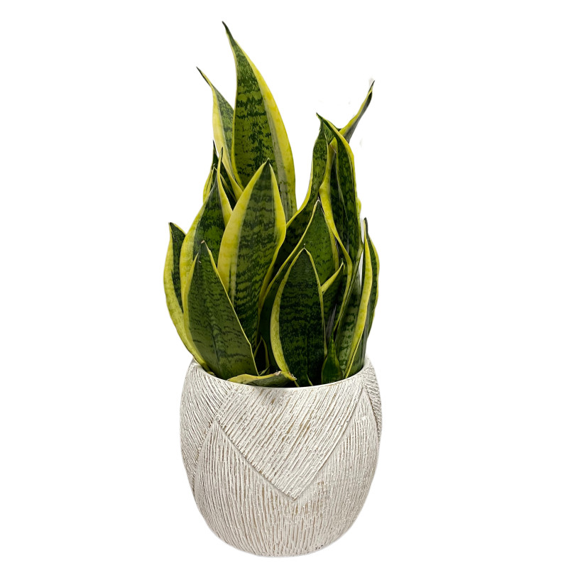 Snake Plant in a Modern Container - Same Day Delivery