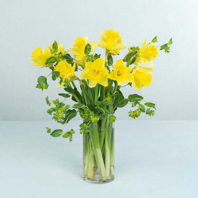 Dancing Daffodils  - Same Day Delivery