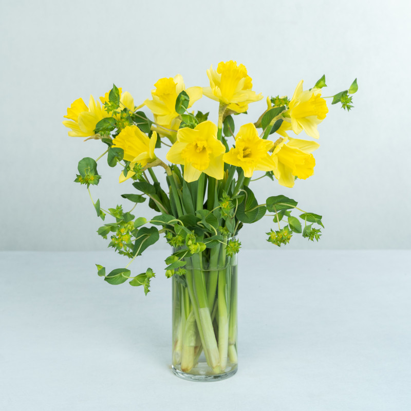Dancing Daffodils - Same Day Delivery