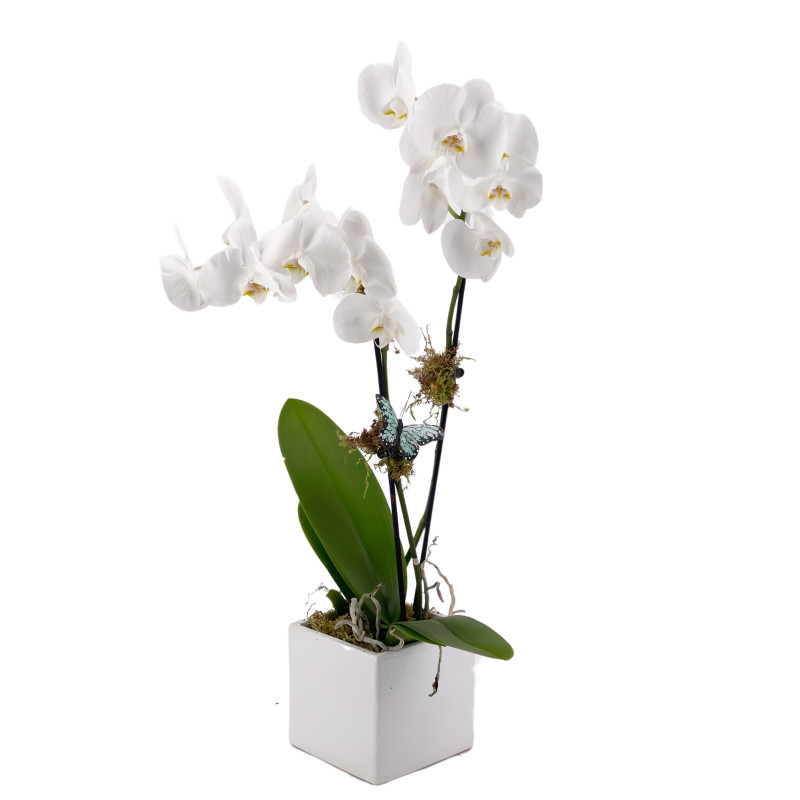 Beautiful Orchid Plant - Same Day Delivery