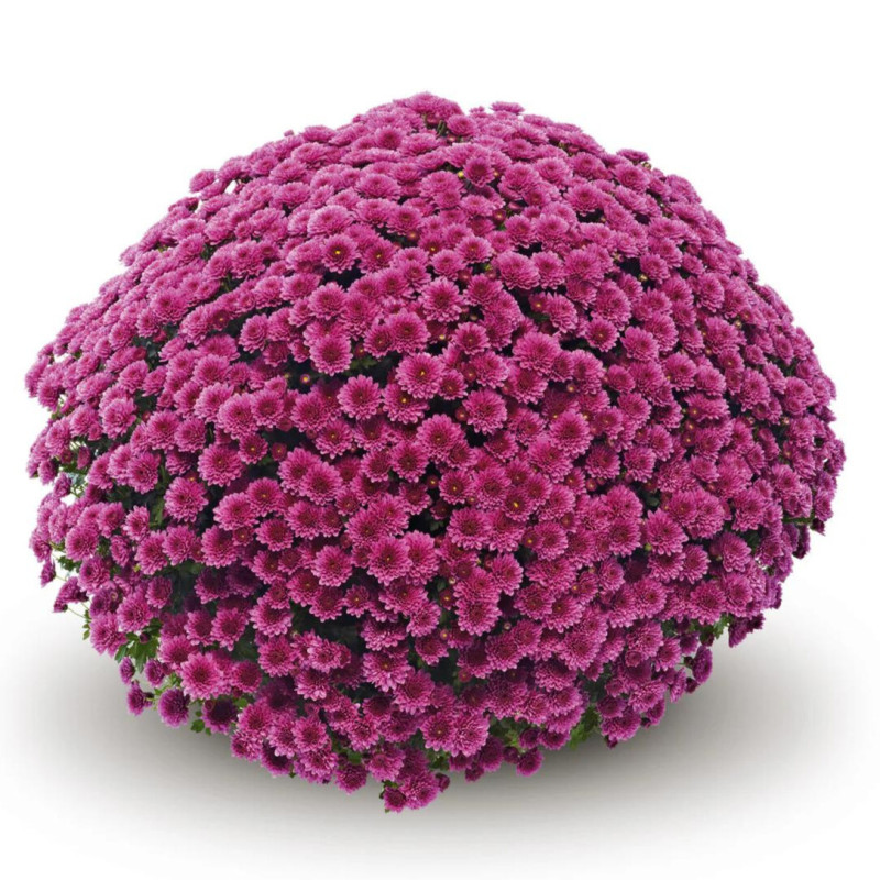 Beautiful Giant Fall Mum Plant- Purple - Same Day Delivery