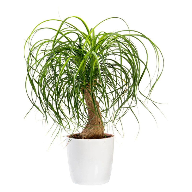 Ponytail Palm - Same Day Delivery