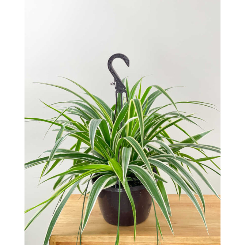 Hanging Spider Plant - Same Day Delivery