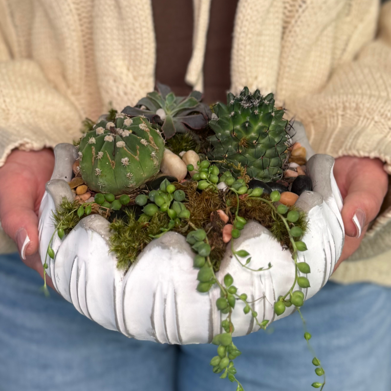 Succulent Soiree - Same Day Delivery