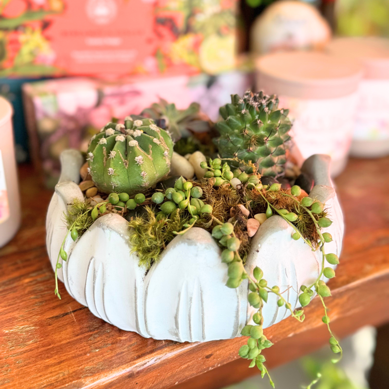 Succulent Soiree - Same Day Delivery