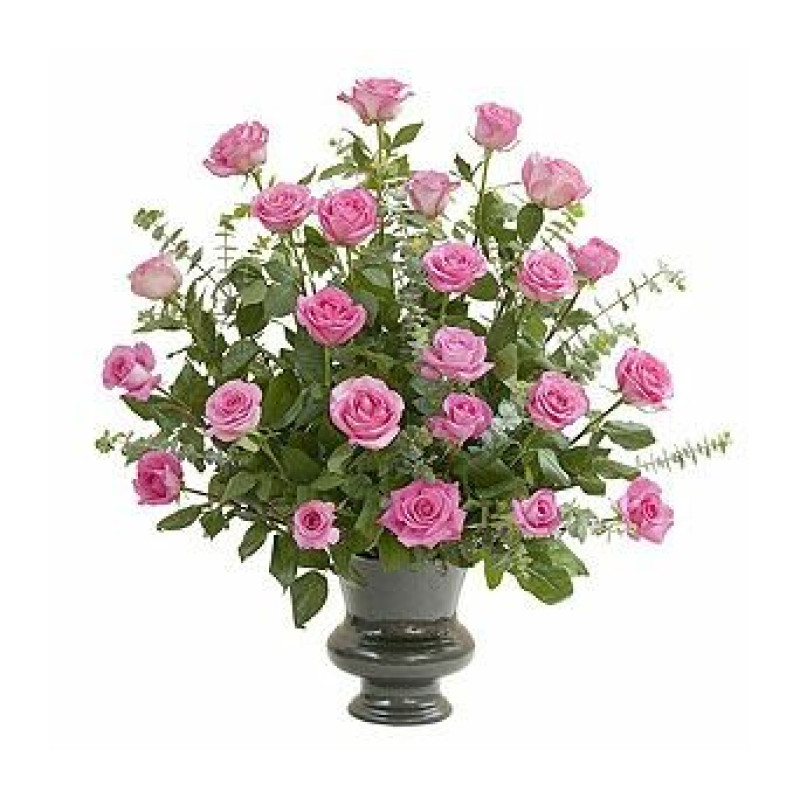 Supreme Pinks - Same Day Delivery