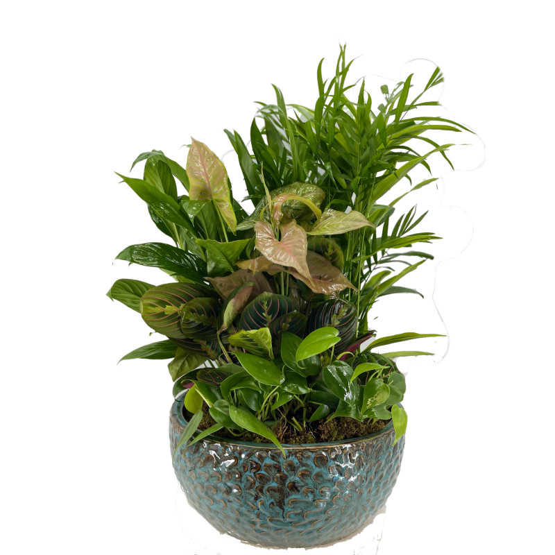 Dish Garden - XXL - Same Day Delivery