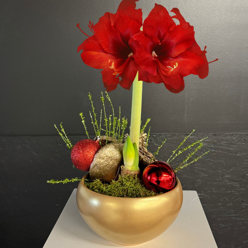 Amaryllis Plant - Same Day Delivery