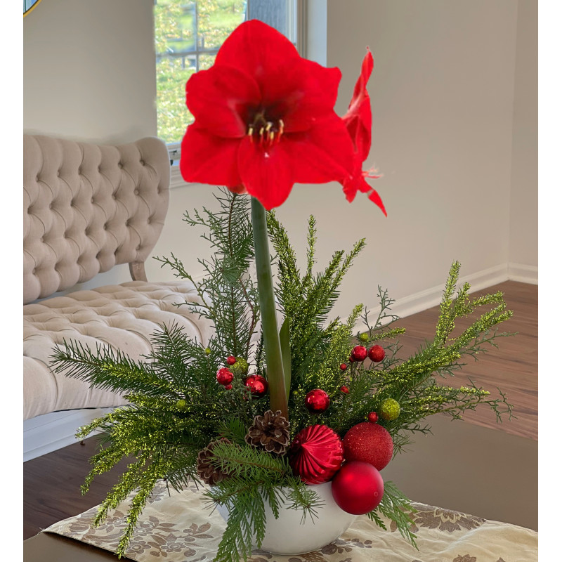 Amaryllis Plant - Same Day Delivery
