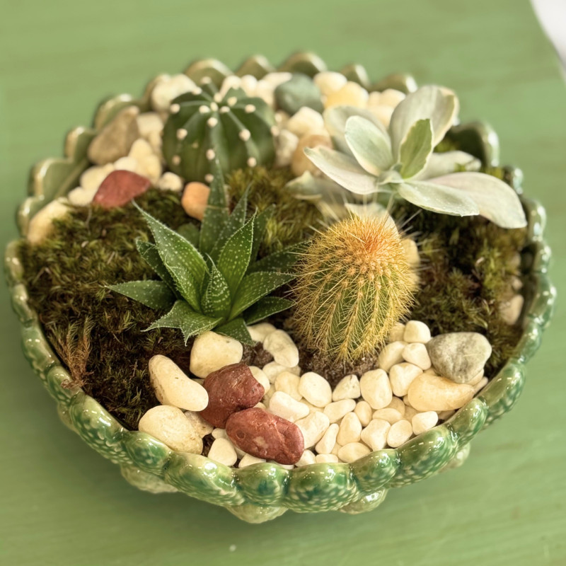 Succulent Soiree - Same Day Delivery