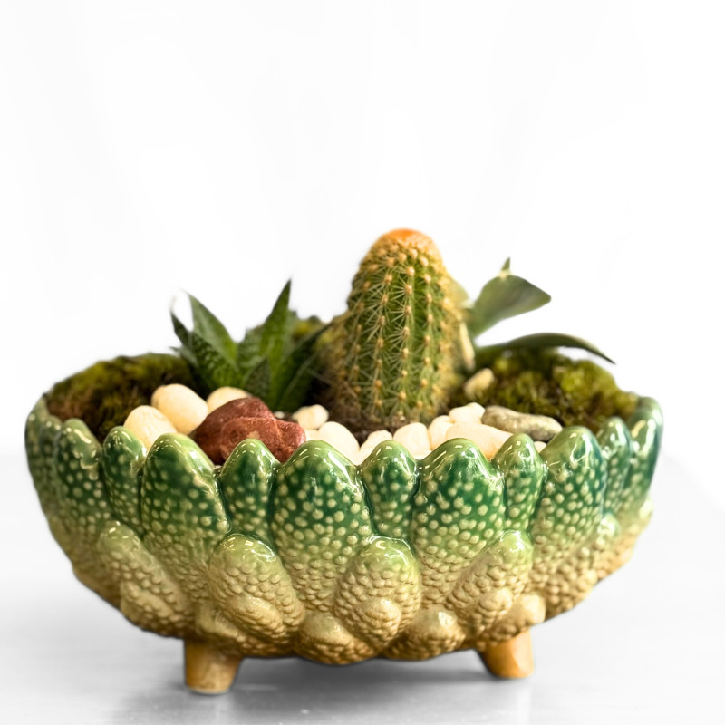 Succulent Soiree - Same Day Delivery