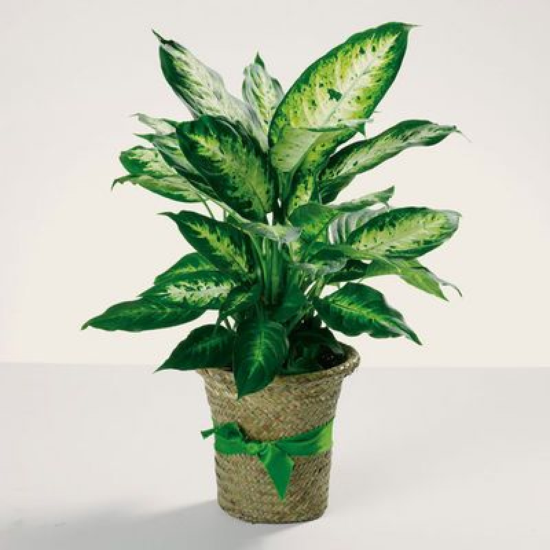 Delightful Dieffenbachia - Same Day Delivery