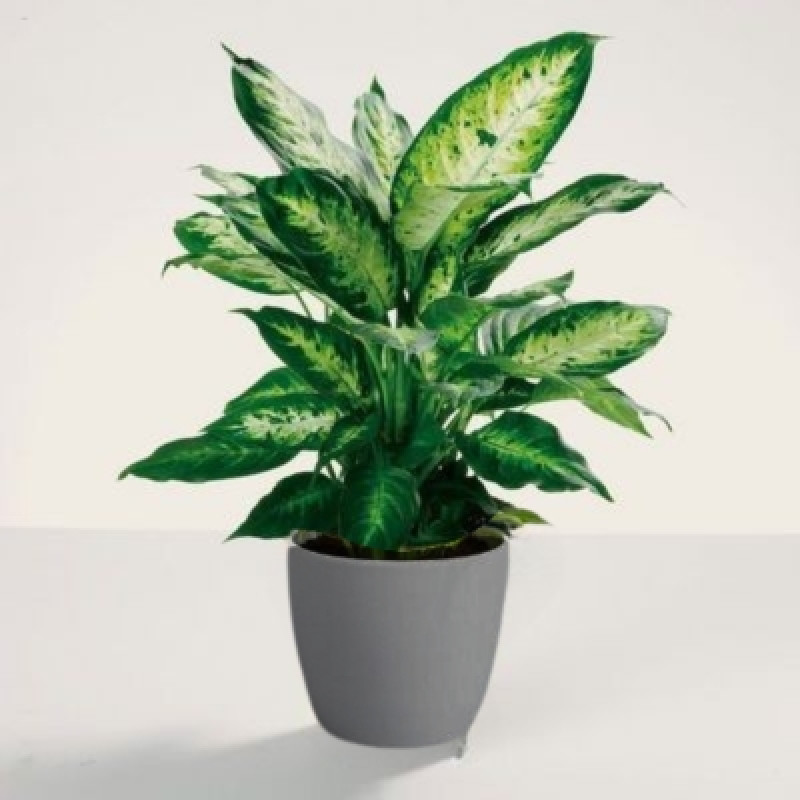 Delightful Dieffenbachia - Same Day Delivery