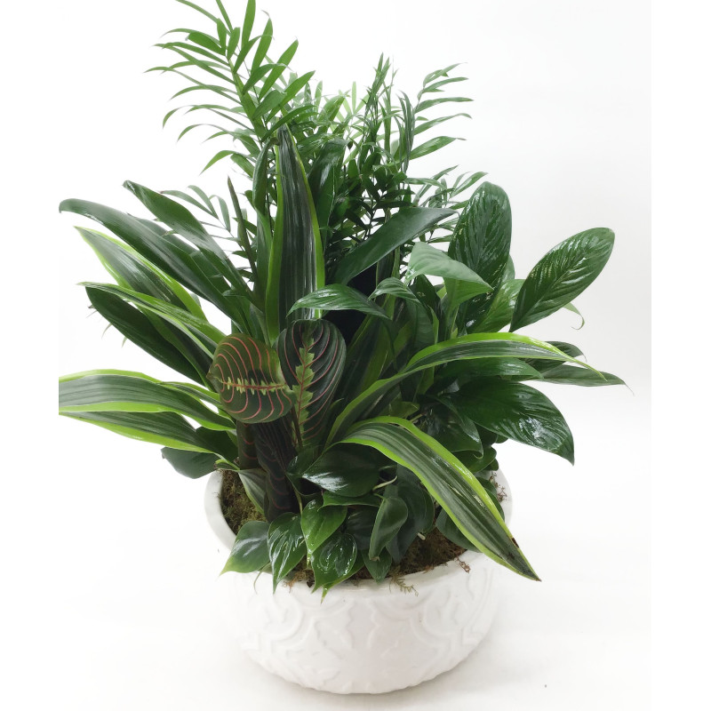 Dish Garden - Same Day Delivery