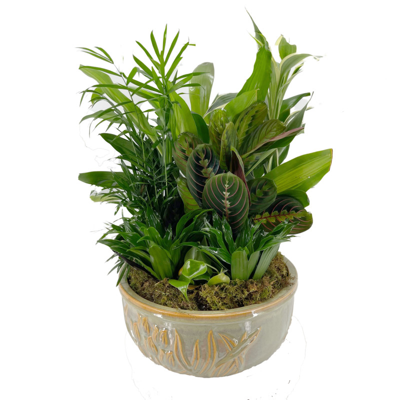 Dish Garden - XL - Same Day Delivery