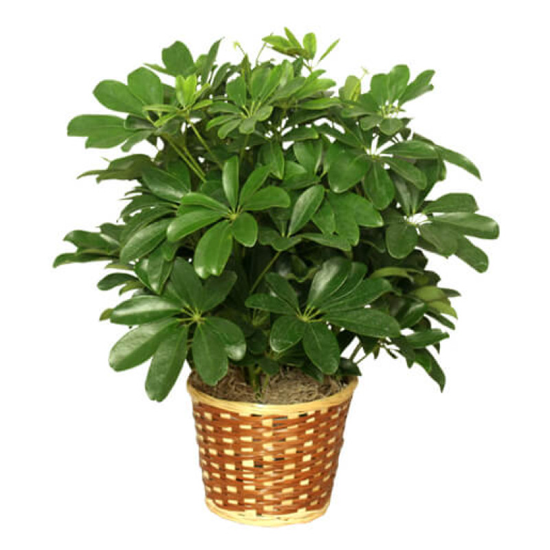 Schefflera Plant in a 6 inch Basket - Same Day Delivery