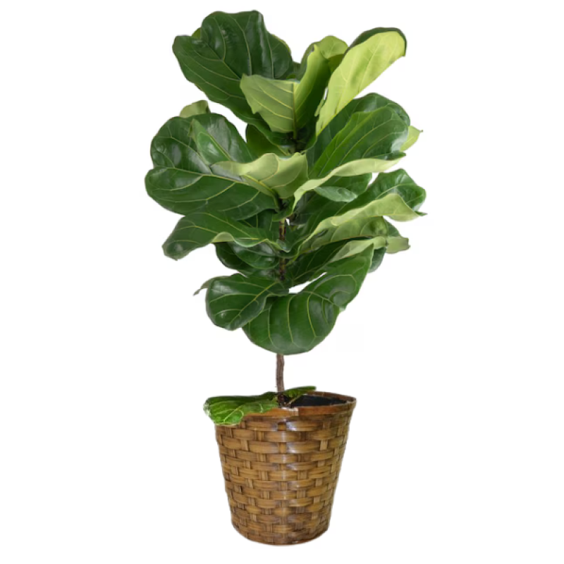Fiddle Leaf Fig Plant - Same Day Delivery