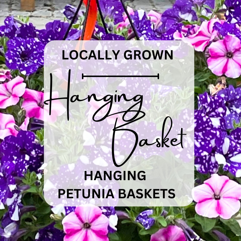 Large Flowering Hanging Basket - Same Day Delivery