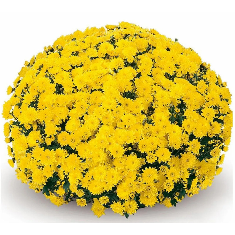 Beautiful Giant Fall Mum Plant- Yellow - Same Day Delivery