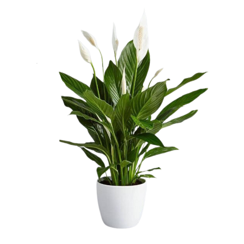 Premium Peace Lily in Ceramic Pot - Same Day Delivery