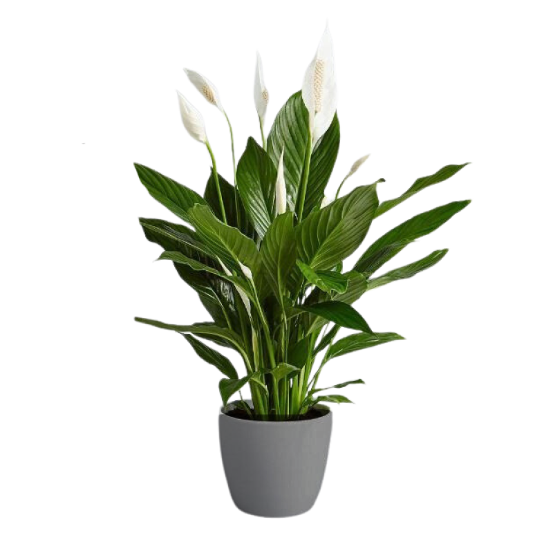 Premium Large Peace Lily in Ceramic Pot - Same Day Delivery
