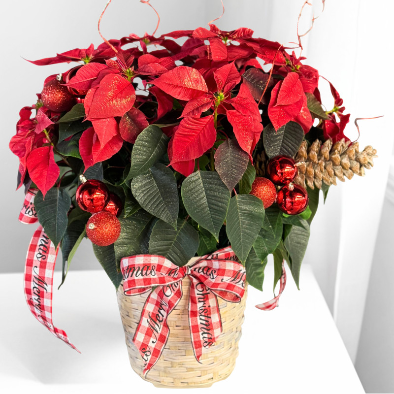 Festive Red Poinsettia - Large - Same Day Delivery
