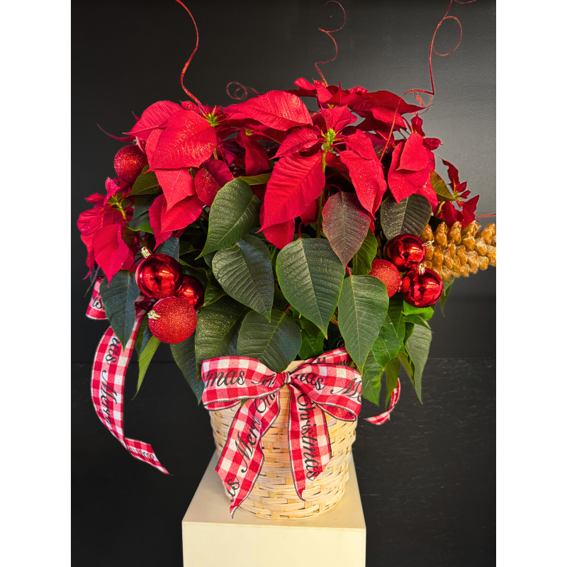 Festive Red Poinsettia - Large - Same Day Delivery