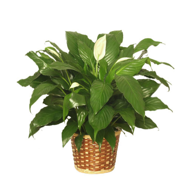 Peace Lily - Same Day Delivery