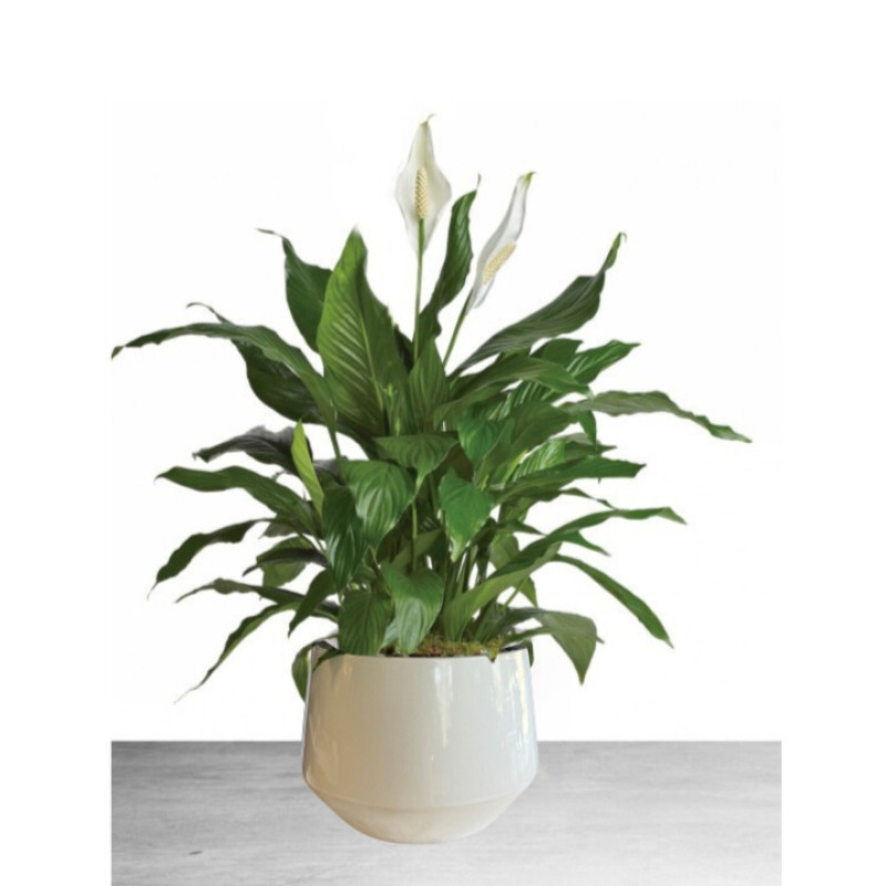 Peace Lily in Modern Container - Same Day Delivery