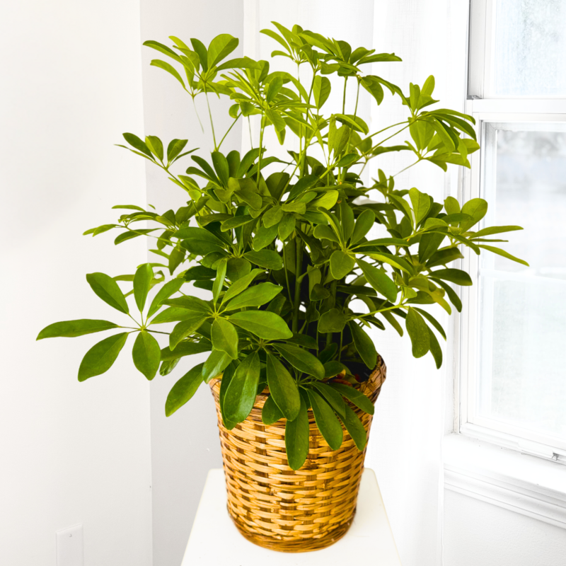 Schefflera Plant in 8 inch Basket - Same Day Delivery