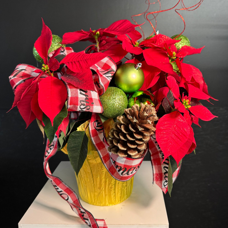 Festive Red Poinsettia - Small - Same Day Delivery