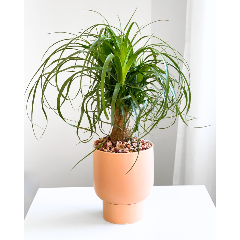 Ponytail Palm - Same Day Delivery